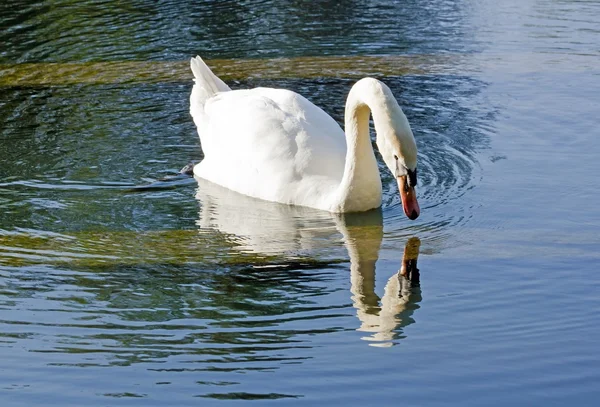 The swan Narcissus, beautiful swan looking at its beauty in the water such Narcissus — Stock Photo, Image