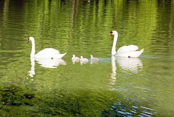 Cisnes com seus filhos — Fotografia de Stock