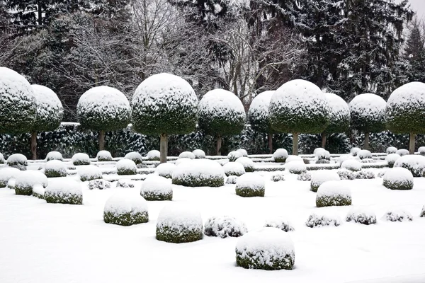 Trädgård på rutan träd och idegranar under snön — Stockfoto