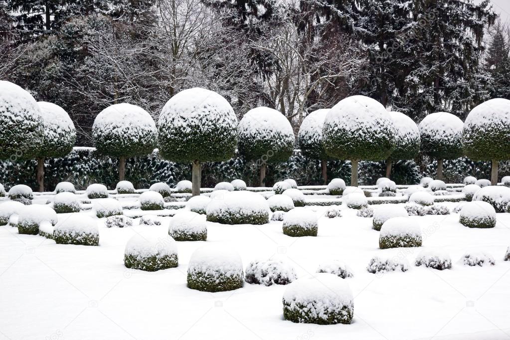 Garden of box tree and yews under the snow