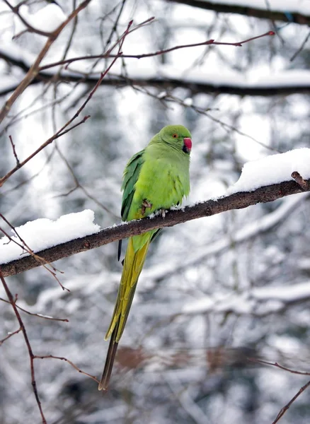 Collared parakeet in winter, cold in legs (France Europe) — Stock Photo, Image