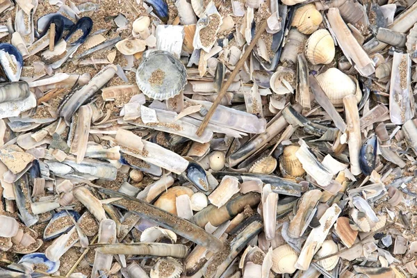 Conchas trazidas pela maré, maré baixa a praia, pilha de conchas — Fotografia de Stock