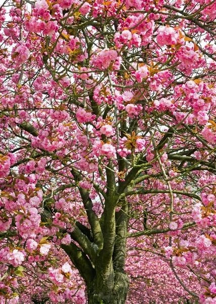 Pink cherry blossoms, in a cherry garden flowers in spring (France) — Stock Photo, Image