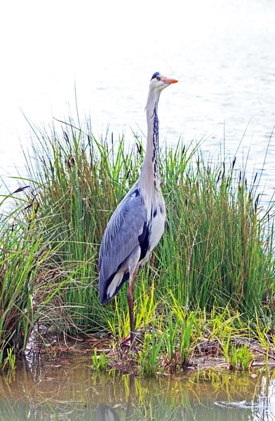 Heron standing on his island, attentive heron on the lookout — Stock Photo, Image