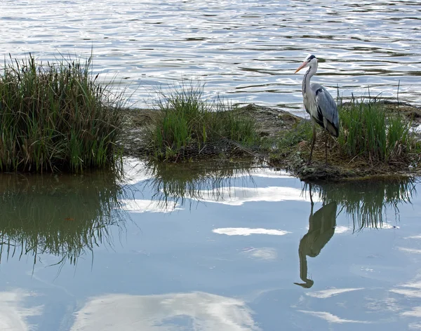 Heron on his island. Inversion of the sky and water — Stock Photo, Image