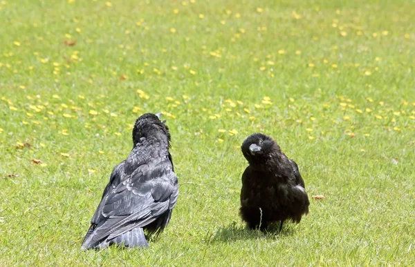 Das Gespräch zweier junger Raben, das Gespräch der Krähen auf dem Rasen im Sommer — Stockfoto