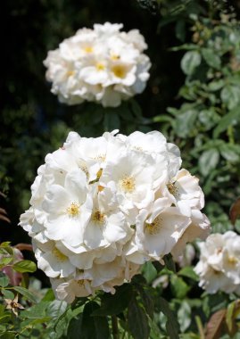 çiçekler hibrid güller, gül bush ile büyük çiçek