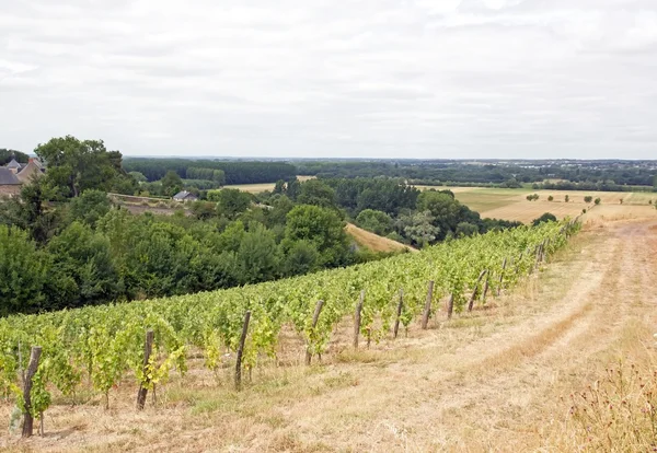 Vinodlingar, Rochefort sur Loire, vinkvartal de chaume (Loire Valley, Frankrike) — Stockfoto