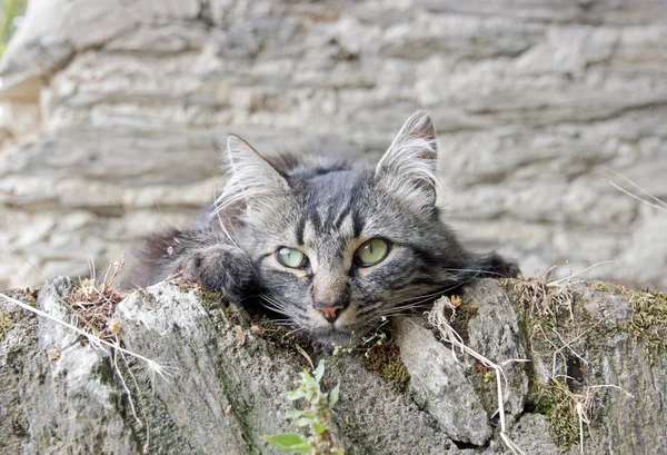 Ritratto di un piccolo gatto grigio, pareti del gattino — Foto Stock