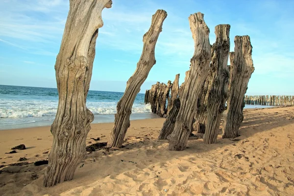 Saint-Malo, the sea between the tree trunks (Brittany France) ). — стоковое фото