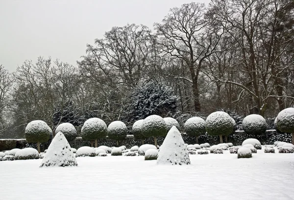 Wintergarten, Buchsbaum und Eiben unter Schnee (in der Nähe von Paris)) — Stockfoto