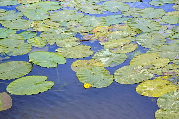 Vijver en waterlelies. Begin van de bloei waterlelies in de zomer — Stockfoto