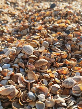 Gün batımında kumsalda midye kabuğu