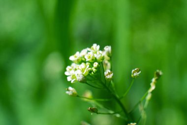 Küçük beyaz taç yaprakları ve parlak yeşil bitki arka planında sarı erkek çiçekleri olan kır çiçekleri.