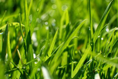 Yeşil çimen sedge yeşil yapraklı her daim yeşildir. Bulanık bokeh arkaplanı