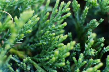 Yeşil bahçe çitlerindeki bitmeyen yeşil selvi dallarının sanatsal ayrıntıları. Chamaecyparis. Arka planda bulanık kuru dallarla tezat olarak güzel taze thuja filizlerini yakın plan çekiyoruz. Soyut doğal dekorasyon.