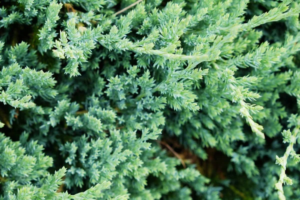 Konstnärlig Detalj Vintergröna Cypress Kvistar Grön Trädgård Häck Kamaecyparis Närbild — Stockfoto