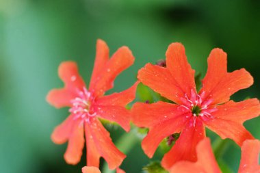 Kırmızı çiçekler Lychnis chalcedonica yaz bahçesinde güneşli bir günde yeşil yaprakların bulanık arka planında.