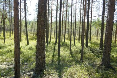 Çok derin ve lanetli kozalaklı orman yaban mersini çalısı ile