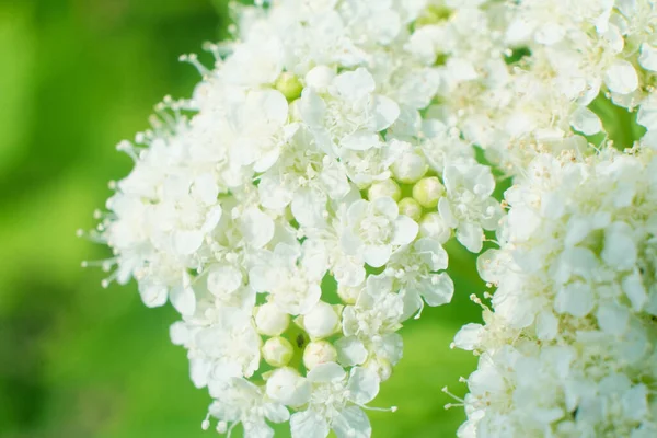 Close Flower Bloom White Spiraea — Stock Photo, Image