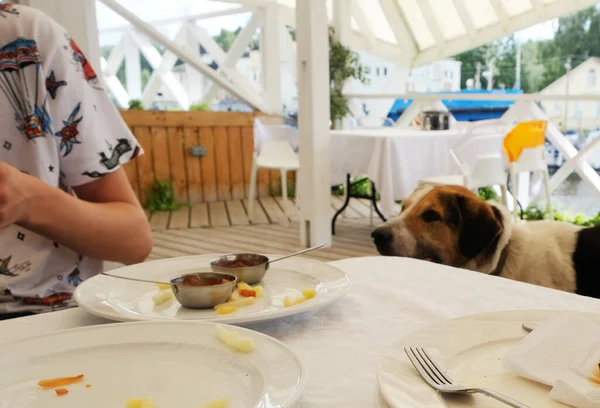 Dog Cute Sitting Wooden Table Outdoor Restaurant Waiting Eat Food — Stock Photo, Image