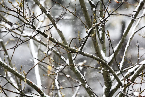 Snow Covered Tree Branch Winter Park Closeup — Stock Photo, Image