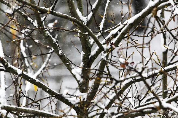 Snow Covered Tree Branch Winter Park Closeup — Stock Photo, Image