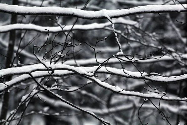 Snow Covered Tree Branch Winter Park Closeup — Stock Photo, Image