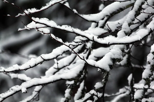 Snow Covered Tree Branch Winter Park Closeup — Stock Photo, Image