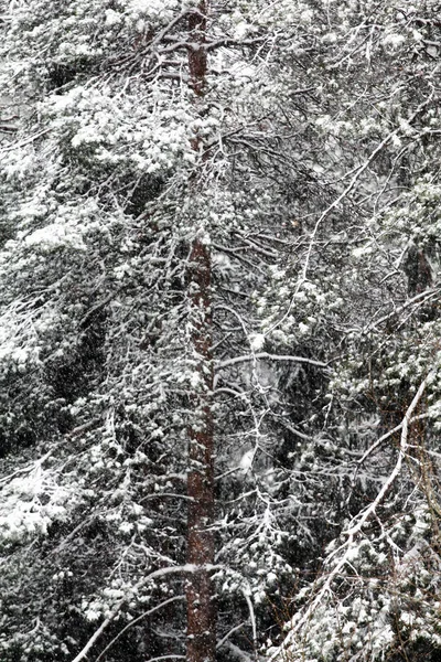 Fichtenstämme Und Äste Mit Weißem Schnee Und Frost Bedeckt — Stockfoto