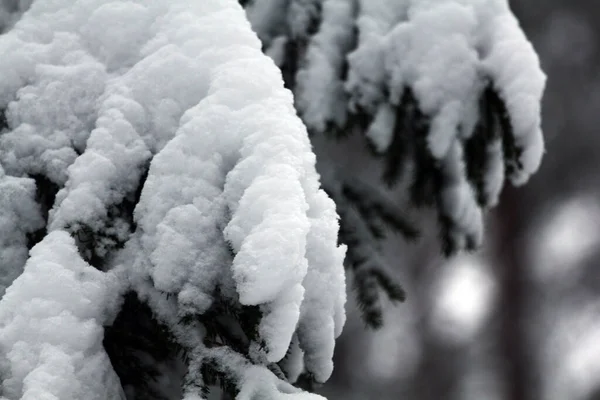 Spruce Trunks Branches Covered White Snow Frost — Stock Photo, Image