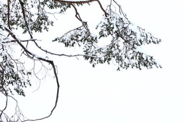 Beyaz arka planda karla kaplı çam dalı yakın plan