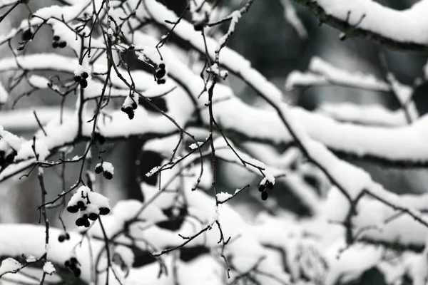 Snow Covered Alder Branches Cones Earrings Winter Forest — Stock Photo, Image