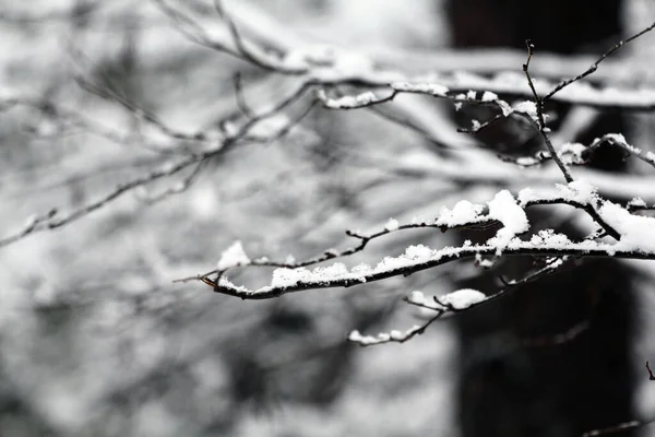 Snow Covered Alder Branches Cones Earrings Winter Forest — Stock Photo, Image