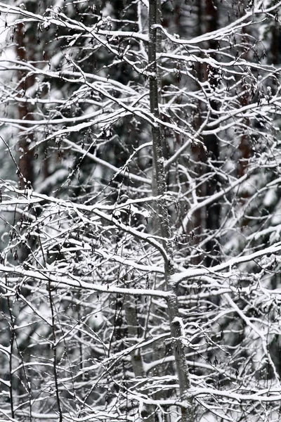 Background Snowy Trees Winter Forest — Stock Photo, Image