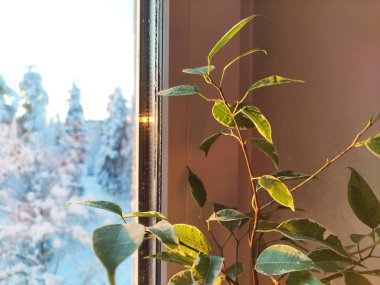 Ficus Benjamin, cam arkasında bir kış manzarasının arka planında pencerenin içinde duruyor. Doğal hava temizleyicisi. kapalı alan bitkisi.