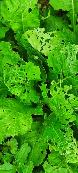 Cabeza Fresca Col Mordisqueada Por Orugas Campo Agrícola —  Fotos de Stock