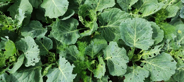 Cabeza Fresca Col Mordisqueada Por Orugas Campo Agrícola —  Fotos de Stock