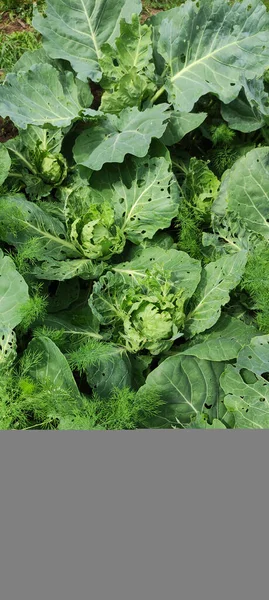 Fresh Head Cabbage Nibbled Caterpillars Agricultural Field — Stock Photo, Image