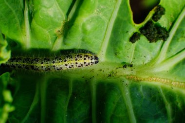 Cabbage White Caterpillar 'ın kapağı lahana yaprağında delikler açıyor..