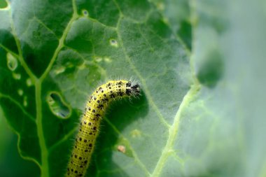 Cabbage White Caterpillar 'ın kapağı lahana yaprağında delikler açıyor..