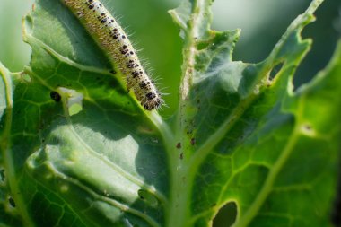 Cabbage White Caterpillar 'ın kapağı lahana yaprağında delikler açıyor..