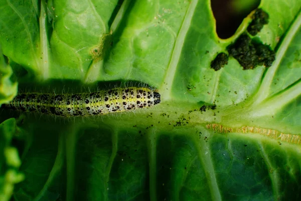 Gros Plan Chou Chenille Blanche Mangeant Des Trous Dans Feuille — Photo