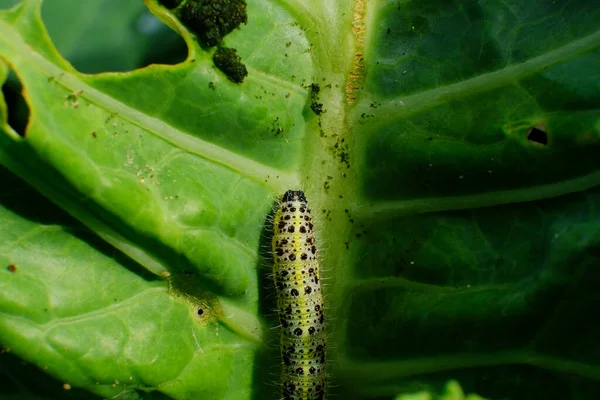 Gros Plan Chou Chenille Blanche Mangeant Des Trous Dans Feuille — Photo