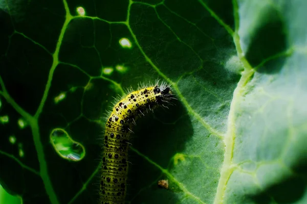 Gros Plan Chou Chenille Blanche Mangeant Des Trous Dans Feuille — Photo