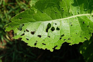 Böceklerden zarar gören lahana. Kafası ve lahana yaprakları delikte, larva kelebekleri ve tırtıllar tarafından yeniyor. İşgalin sonuçları Kelebekler Pieris Sutyen.