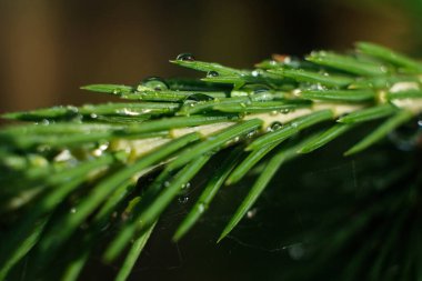 Kozalaklı ağaç dalları ve Ross damlaları. Yakın plan. makro