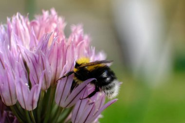 Kelebek çalılarından polen toplayan bir yaban arısının makro görüntüsü..