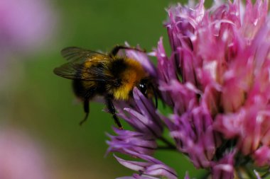 Kelebek çalılarından polen toplayan bir yaban arısının makro görüntüsü..