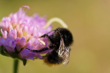 Kelebek çalılarından polen toplayan bir yaban arısının makro görüntüsü..